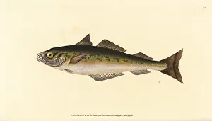 Pollock: Coalfish or saithe, Pollachius virens