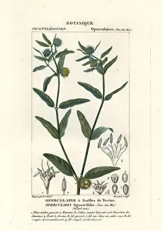 Coarse: Coarse stinkweed, Opercularia aspera