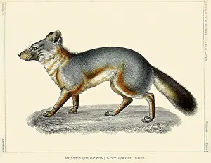 Littoralis: Coast Fox. Vulpes littoralis