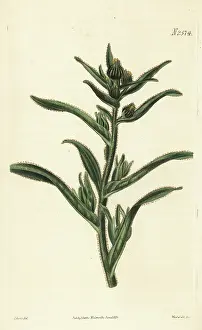 John Curtis: Coast tarweed, Madia sativa
