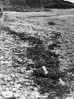 Jetsam: COASTAL JETSAM