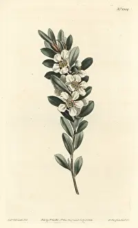 Laevigata: Coastal tea tree, Leptospermum laevigatum