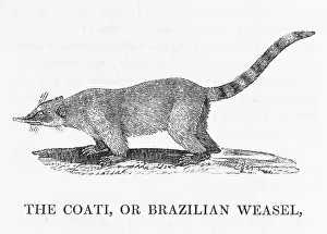 Weasel: COATI (BEWICK)