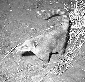 Belize: Coatimundi