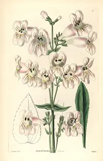 Mcnab: Cobaea-flowered penstemon, Penstemon cobaea