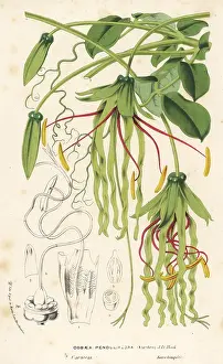 Caracas: Cobaea penduliflora
