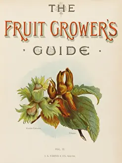 Kentish: COBNUTS, FILBERTS