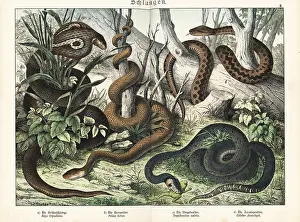 Herpetology: Cobra, adder, grass snake and false coralsnake
