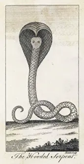 C18th: COBRA ENGRAVING C18TH