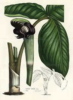 Ringens: Cobra lily, Arisaema ringens
