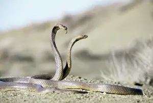Turkmen: Cobras, 1986