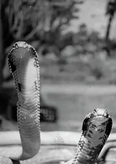 Cobras: Cobras