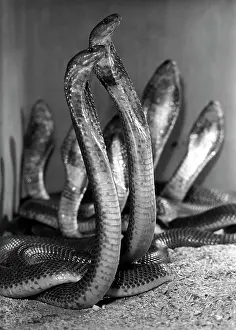 Frunze: Cobras