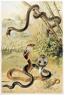 Cobras: COBRAS / RAT SNAKE