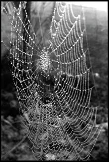Cobweb: Cobweb