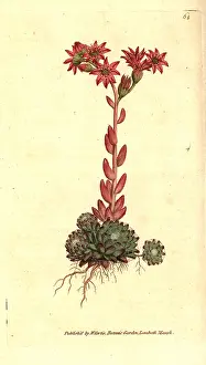Cobweb: Cobweb houseleek, Sempervivum arachnoideum