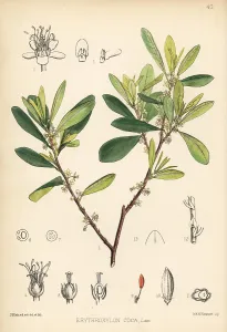 Cocaine: Coca or cochuco, Erythroxylum coca