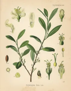 Kohler: Coca tree, Erythroxylum coca