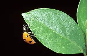 Coccinella: Coccinella 7-punctata, ladybird