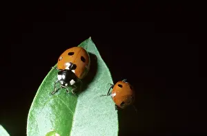 Coccinella: Coccinella 7-punctata, ladybird