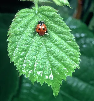 Coccinella: Coccinella 7-punctata, ladybird