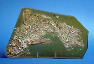 Coelacanth: Coccoderma suevicum, fossil coelacanth