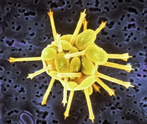 Carbonate: Coccoliths
