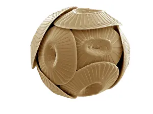 Coccolith: Coccolithus pelagicus