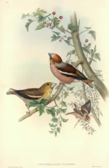 Hawthorn: Coccothraustes coccothraustes, hawfinch