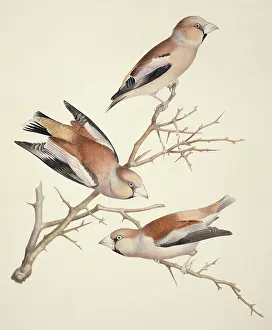 Loxia: Coccothraustes coccothraustes, hawfinch