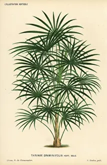 Argentea: Coccothrinax argentea palm tree
