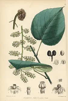 Indicus: Cocculus indicus fruit, Anamirta cocculus