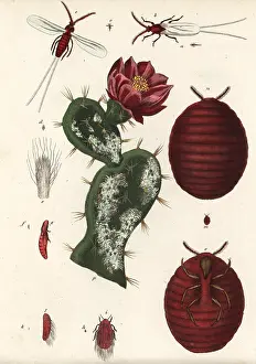 Cochineal: Cochineal beetle, Dactylopius coccus, on a