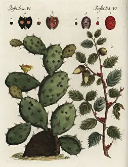 Cochineal: Cochineal cactus and Kermes oak
