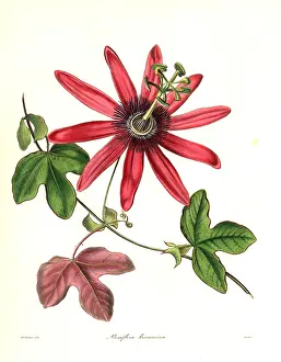 Passionflower: Cochineal-coloured passionflower, Passiflora kermesina