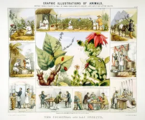Scarlet: Cochineal and Lac Insects (Scale insects). Lacquer
