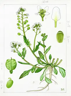 Scurvy: Cochlearia anglica - English scurvygrass