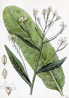 Cochlearia: Cochlearia Armoracia