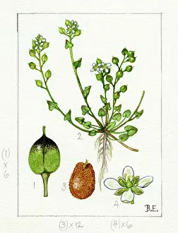 Cochlearia: Cochlearia danica - Danish scurvygrass