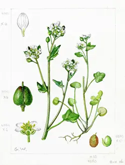 Gwen: Cochlearia officinalis - common scurvygrass