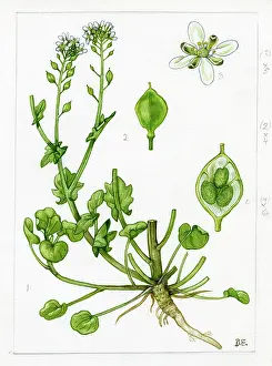 Officinalis: Cochlearia officinalis - common scurvygrass
