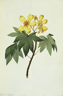 Polydore: Cochlospermum gillivraei, kapok tree