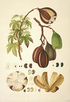 Cochlospermum gillivraei, kapok tree