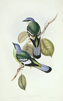 Viridis: Cochoa viridis, green cochoa