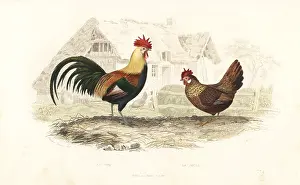 Achille Richard: Cock and hen, Phasianus gallus
