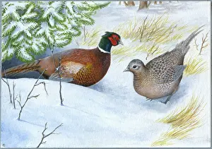 Bowes: Cock and Hen Pheasant in the snow