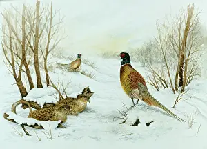 Pheasants: Two Cock and two Hen Pheasants in the Snow