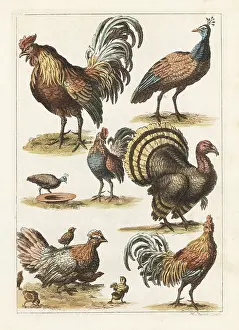 Cockfight: Cock, hen, turkey, crested peahen, etc