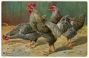 Laced: COCK AND HENS