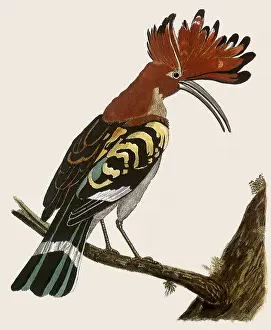 Albin: The Cock Hoopoe